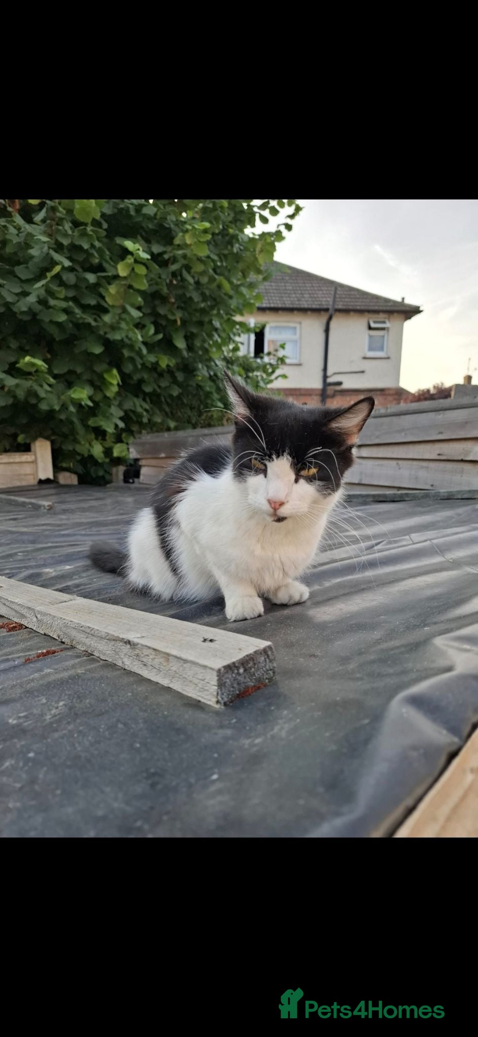 Mixed Breed cats Fluffy kittens  - Advert 14