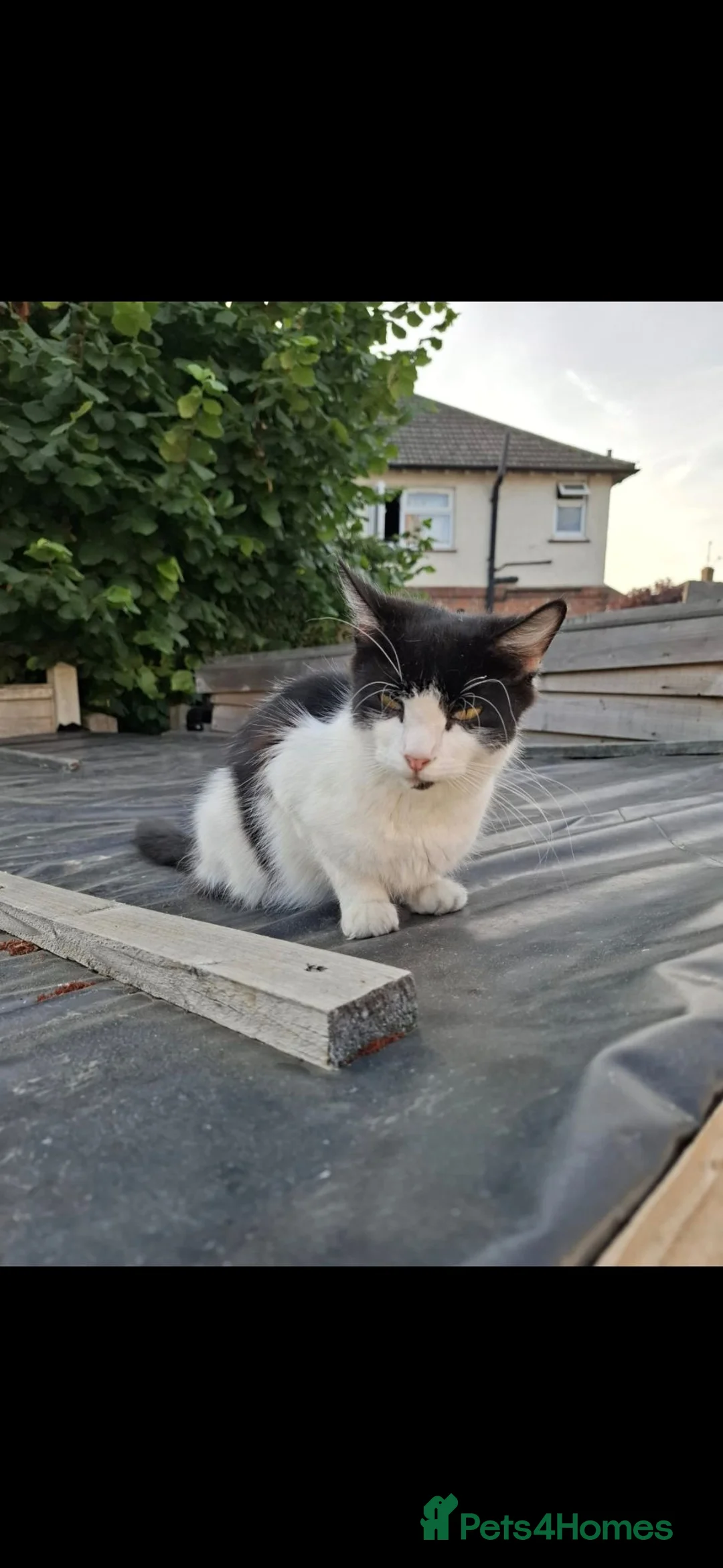 Mixed Breed cats for sale: Fluffy kittens  in Kettering - Advert 1