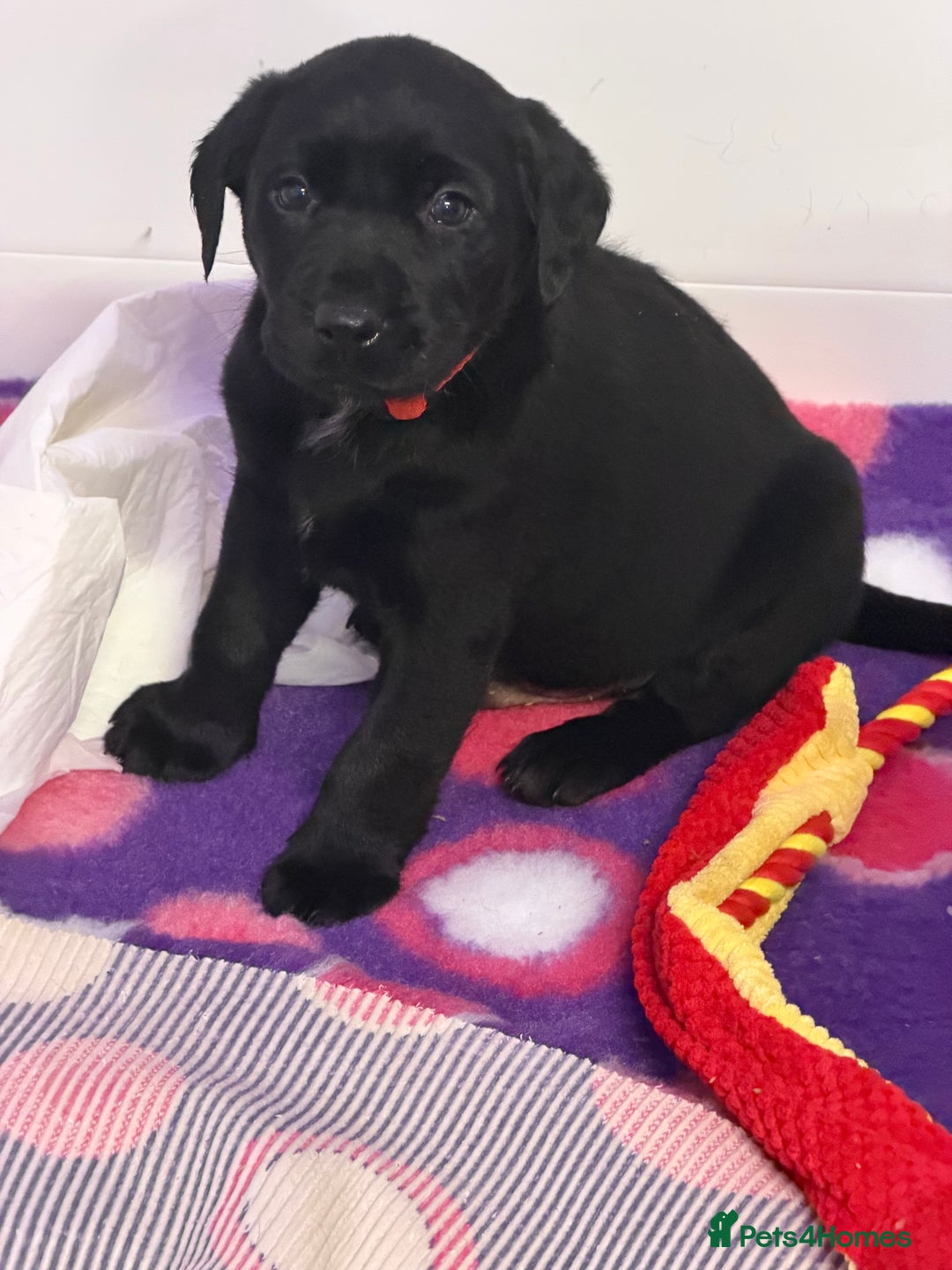 Labrador Retriever dogs for sale: Labradors 6 chunky black boys and 1 little girl - Advert 24