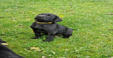 Labrador Retriever dogs - Advert 2