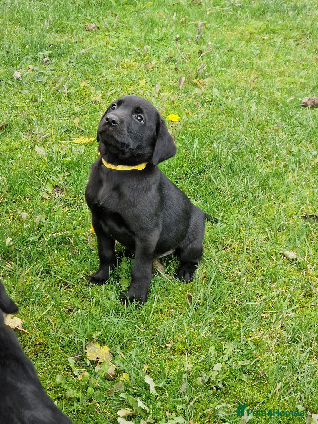 Labrador Retriever dogs for sale: Black and Gold Labrador Pups - Image 3