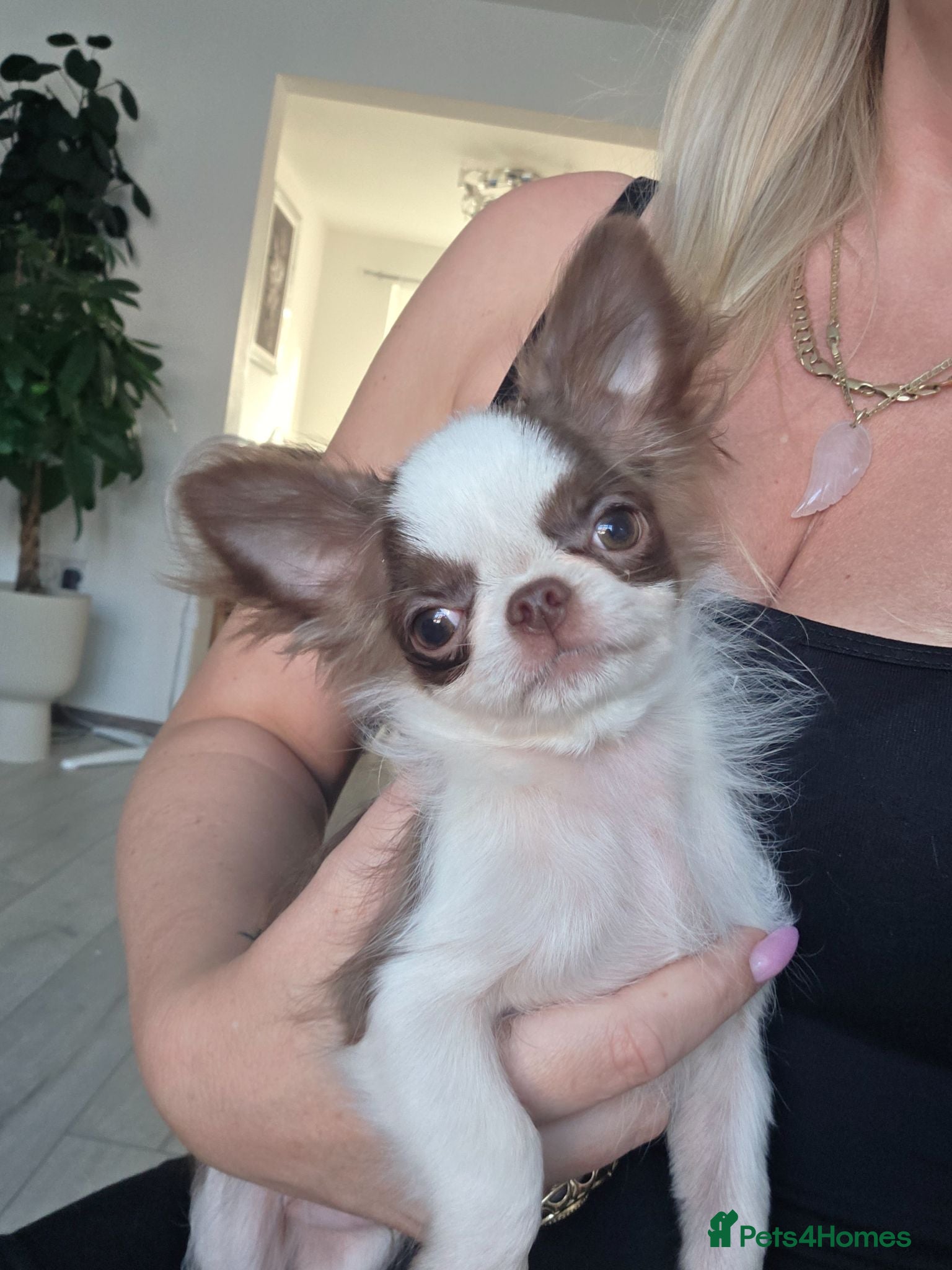 Chihuahua dogs Two quality boys long hair  - Advert 2
