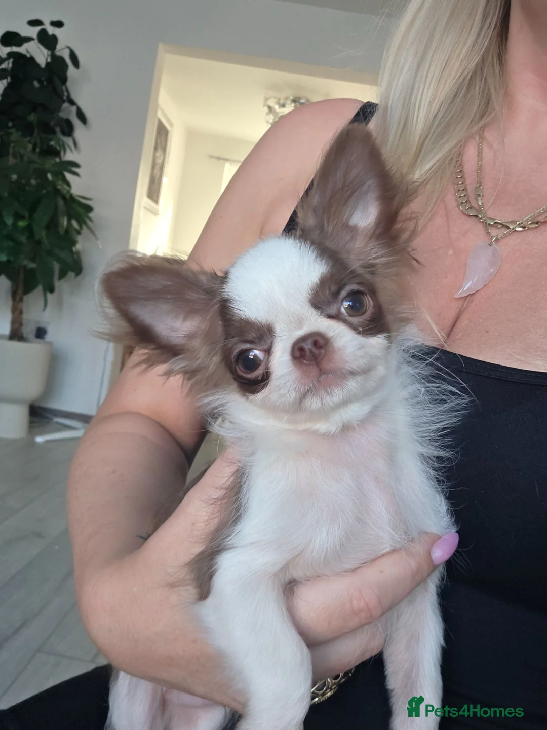 Chihuahua dogs for sale: Two quality boys long hair  - Advert 2