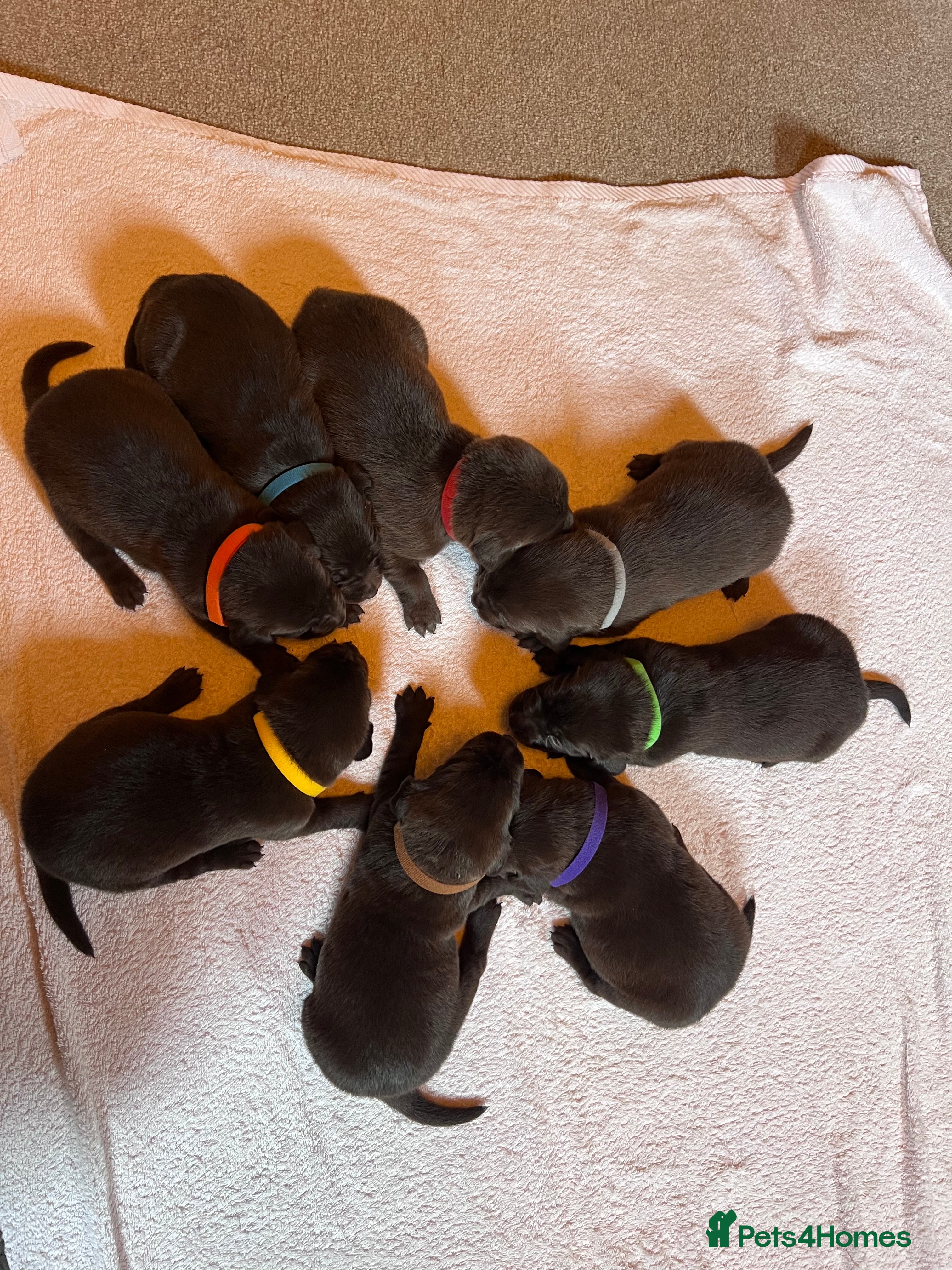 Labrador Retriever dogs 8 Pedigree Game-Breed Chocolate Labrador Puppies - Advert 10