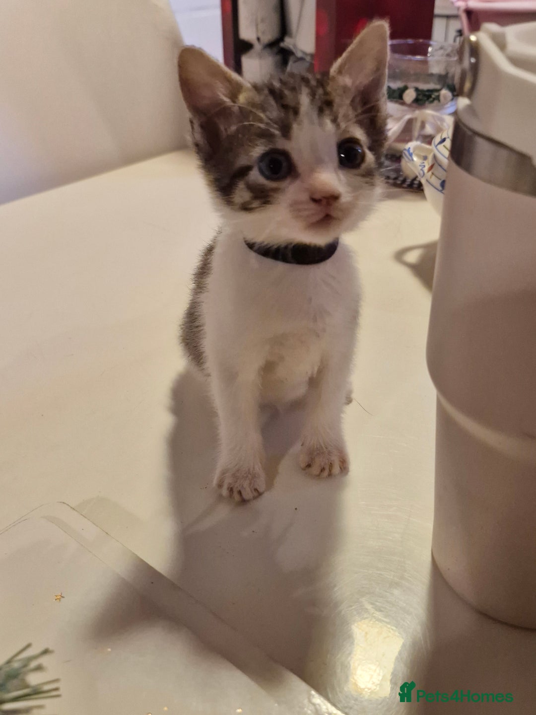 Mixed Breed cats for sale: Beautiful Siamese cross kittens - Advert 29