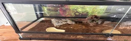 Scorpions invertebrates for sale: Asian forest scorpion  in Belper - Advert 2