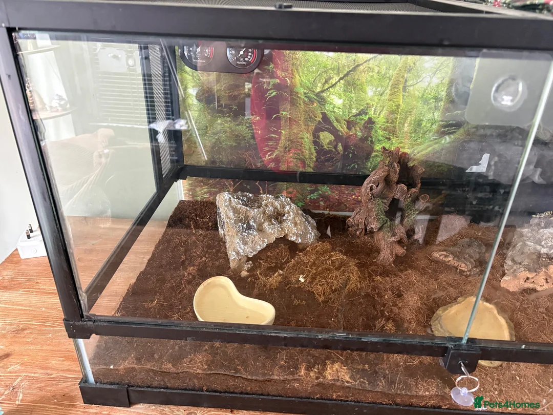 Scorpions invertebrates for sale: Asian forest scorpion  in Belper - Advert 2