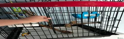 Parrots birds for sale: Parrot Named thor nice bird colour is blue green!! in Caerphilly - Advert 6