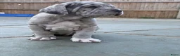 Mixed Breed dogs for sale: Neapolitan mastiff - Advert 24