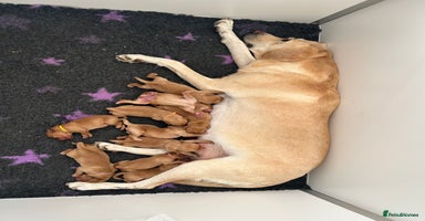Labrador Retriever dogs - Advert 2