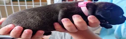Staffordshire Bull Terrier dogs for sale: ExceptionalStaffordshire bull Terrier Puppies - Advert 14