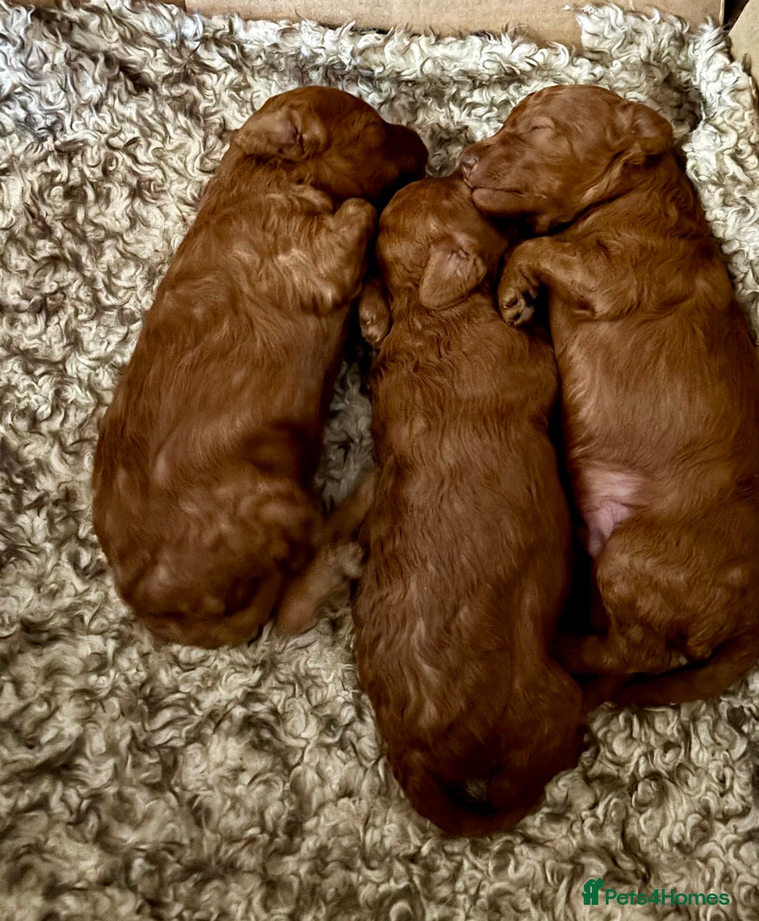 Toy Poodle dogs for sale: Toy Poodle boys  - Advert 3