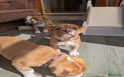 Olde English Bulldogge dogs for sale: READY NEXT WEEK! - OEB Puppies NEBBR ✅ 3rd Gen - Image 31