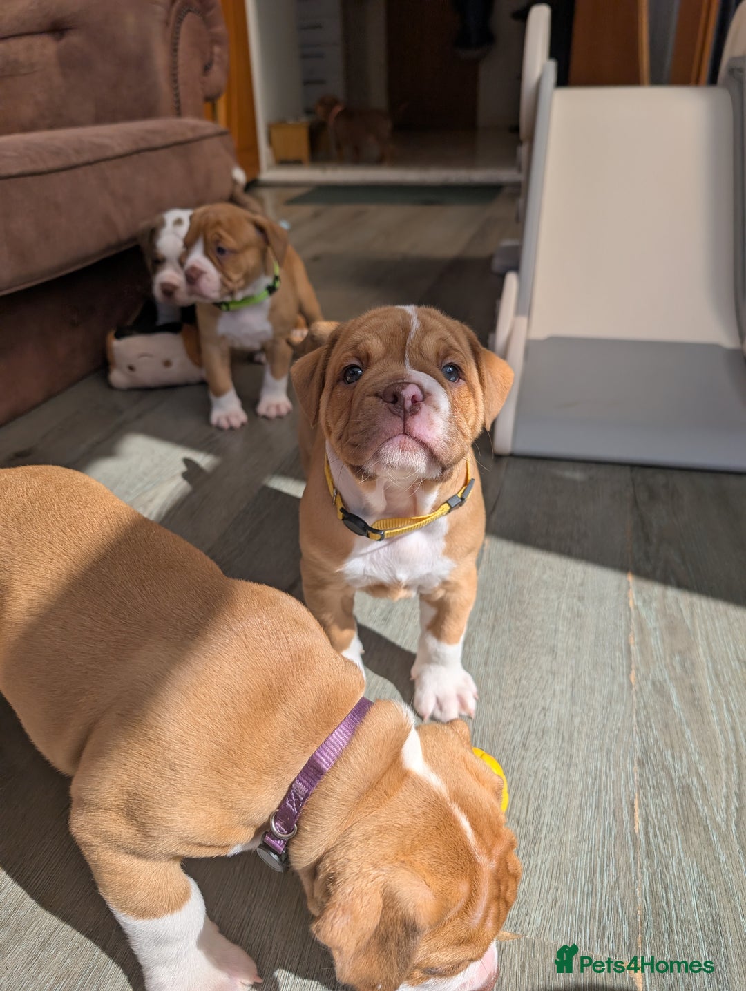 Olde English Bulldogge dogs for sale: READY NEXT WEEK! - OEB Puppies NEBBR ✅ 3rd Gen - Image 31