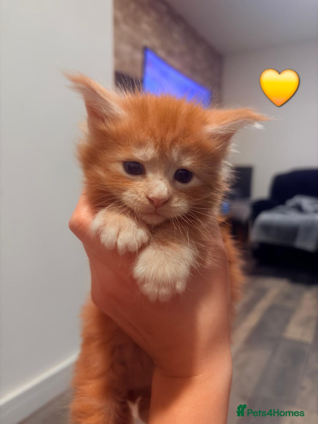 Maine Coon cats for sale: Maine Coon Kittens  - Advert 26