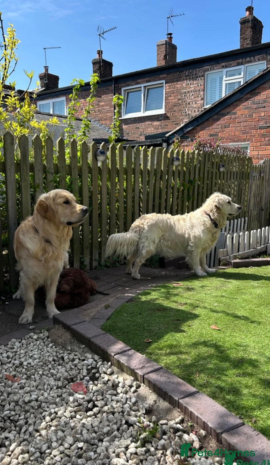 Golden Retriever dogs for sale: 2 year old needs retired couple  - Image 2