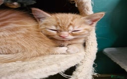 Scottish Fold cats for sale: Scottish fold kittens with straight ears - Advert 26