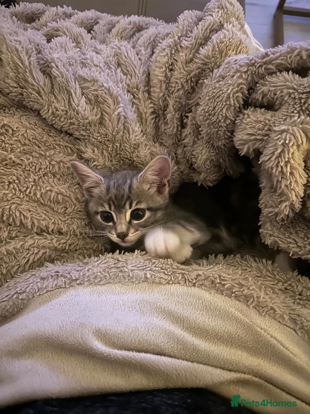 Mixed Breed cats for sale: Beautiful and very playful male kitten available  - Advert 2