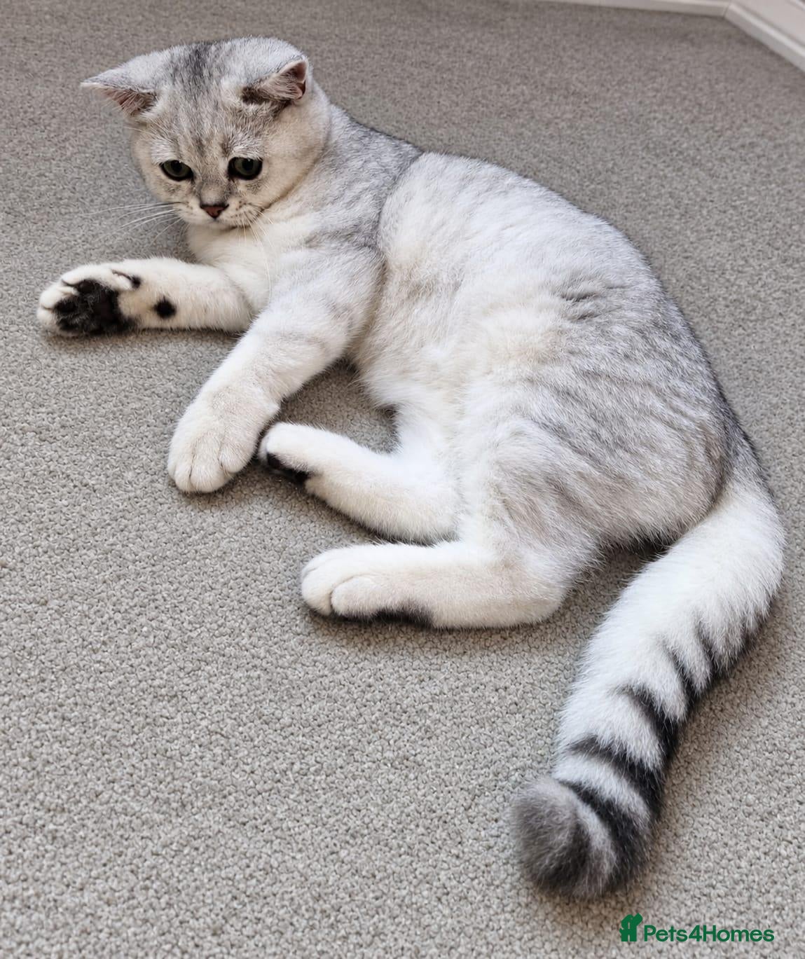 British Shorthair cats ✨️Stunning BSH Chocolate Tabby Girl & Silver Boy - Advert 1