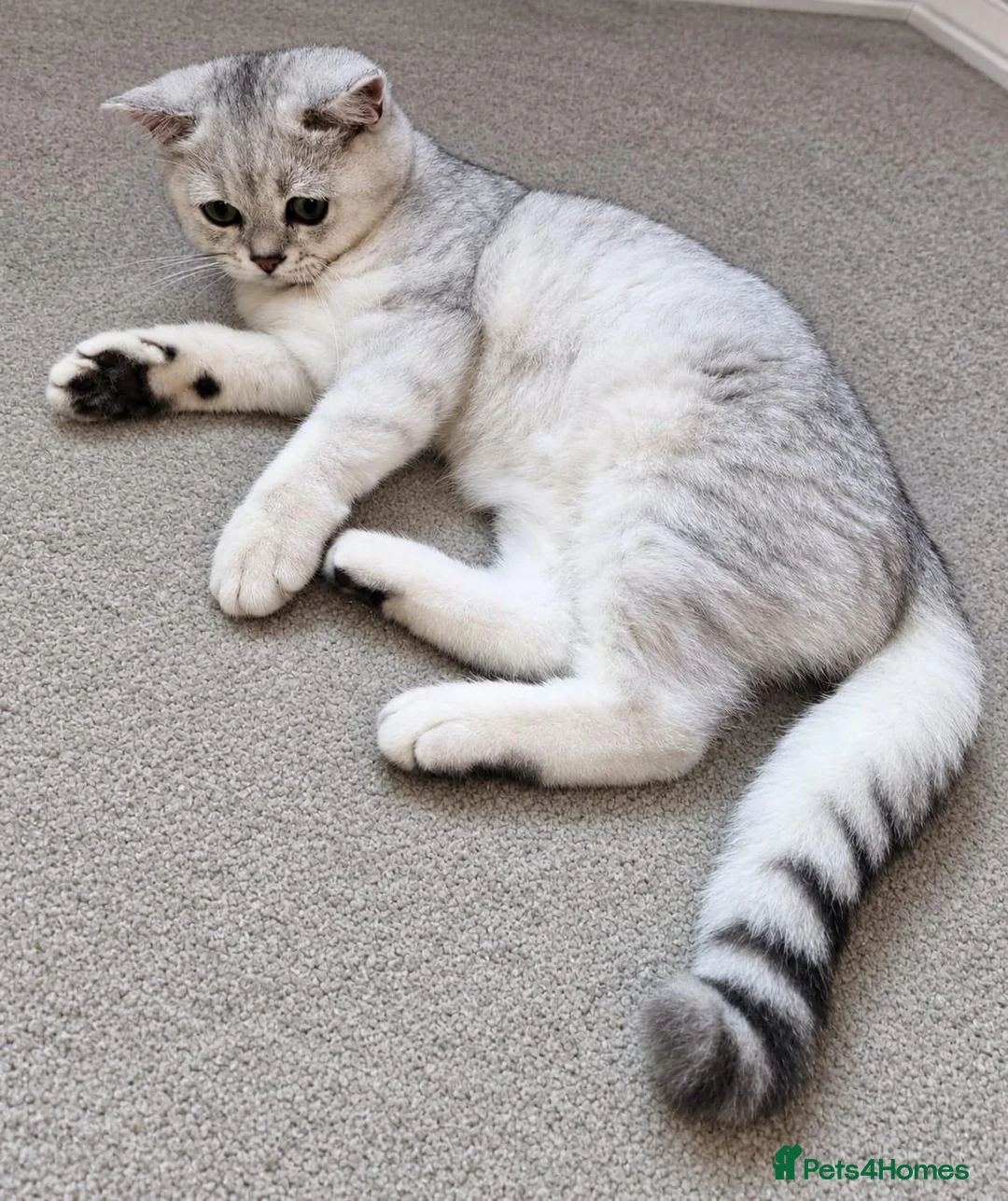British Shorthair cats for sale: ✨️Stunning BSH Chocolate Tabby Girl & Silver Boy - Advert 1