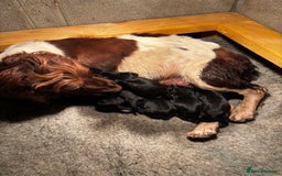 Springador dogs for sale: Stunning black/black&white springador pups - Image 2