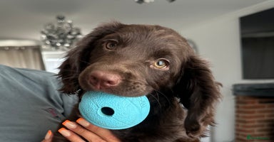 Sprocker dogs - Advert 8
