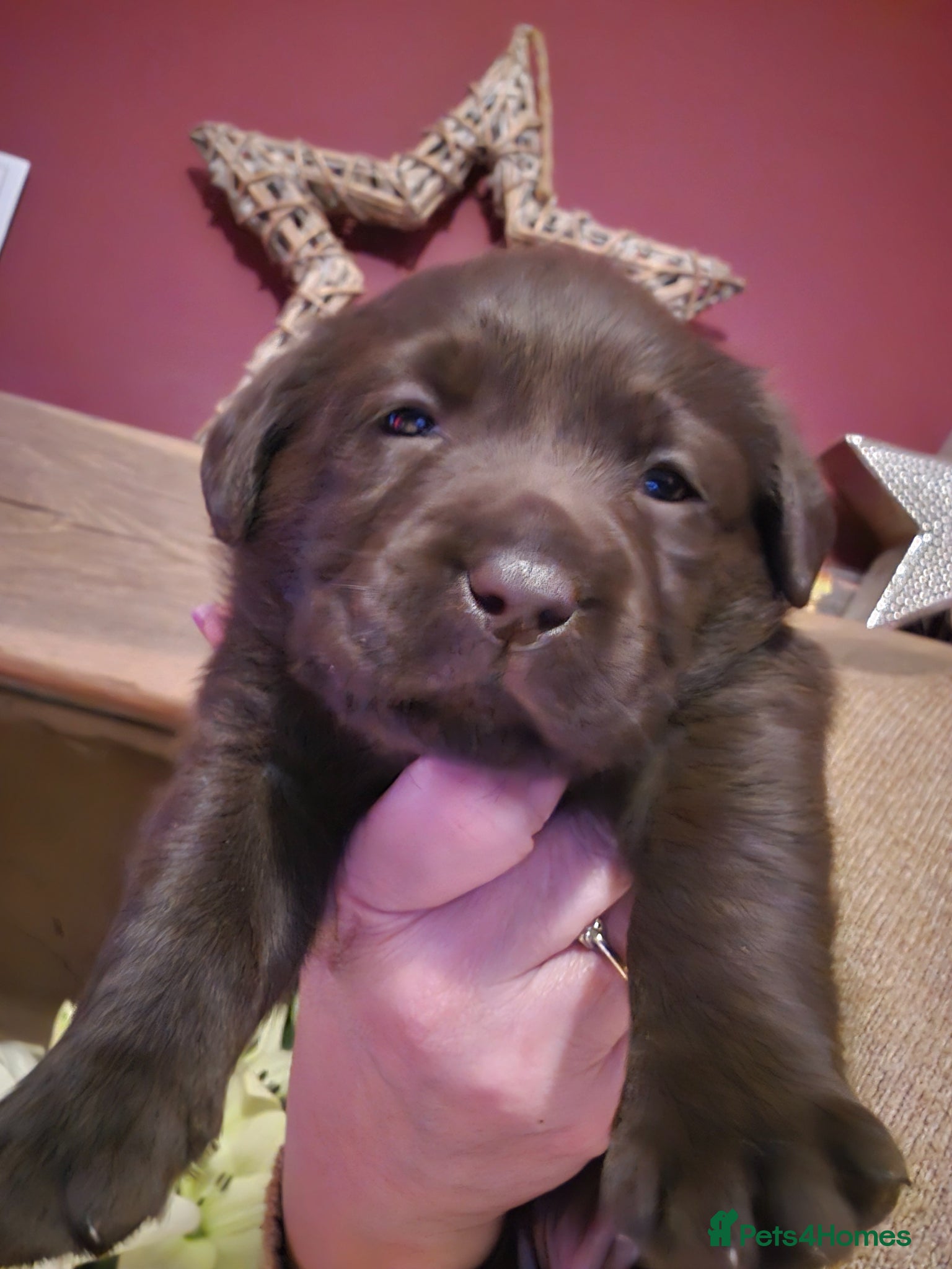 Labrador Retriever dogs Labrador Puppies - Advert 1