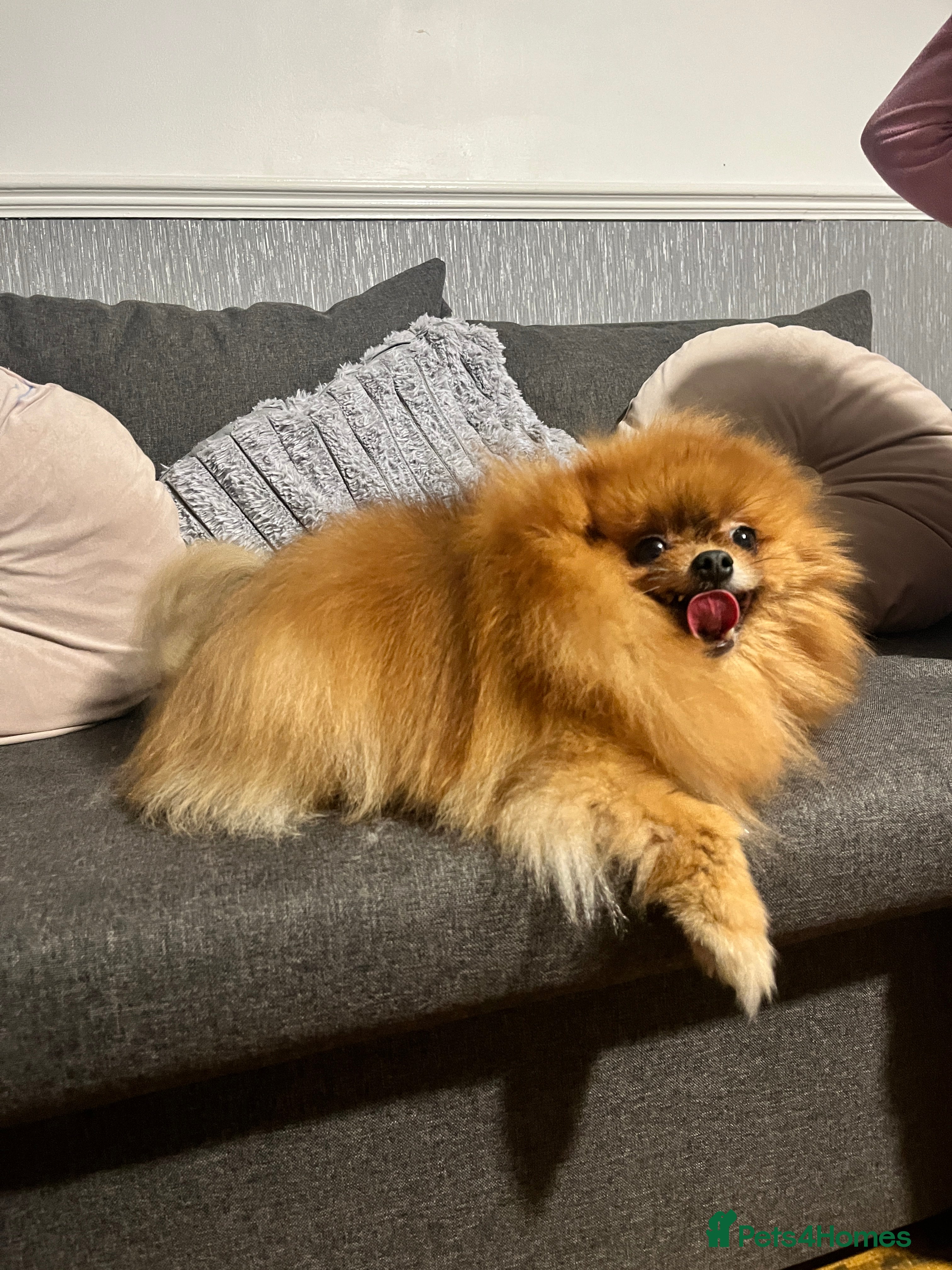 Pomeranian dogs Sweet Pomeranian Girl  - Advert 2