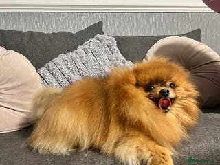 Pomeranian dogs Sweet Pomeranian Girl - Advert 18