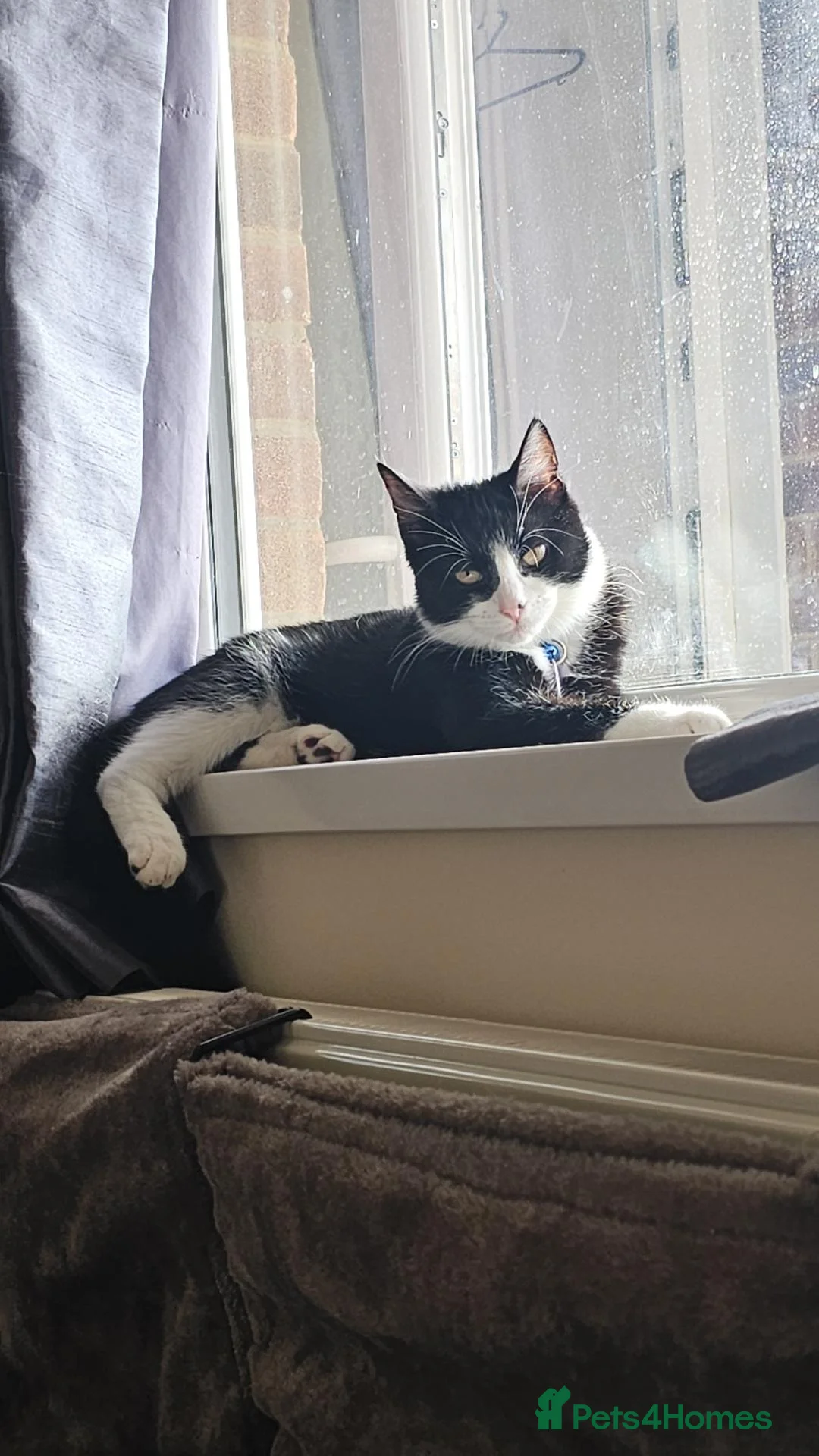 Domestic Shorthair cats for sale: Male Tuxedo Kitten in St. Neots - Advert 5