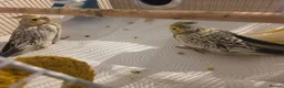 Cockatiels birds for sale: Baby Cockatiels Ready Soon 🐦 in Banbury - Advert 3