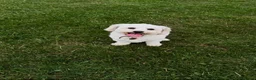 Bichon Frise dogs for sale: 6 Beautiful bichon frise puppies 🐶  in Doncaster - Advert 11