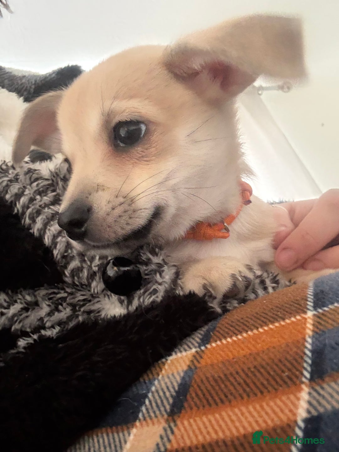 Chihuahua dogs for sale: Only 2 left! Chihuahua x Dachshund Puppies - Advert 13