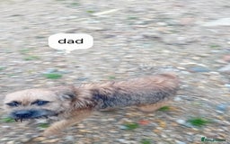 Border Terrier dogs for sale: Pure border terrier puppies  - Advert 10