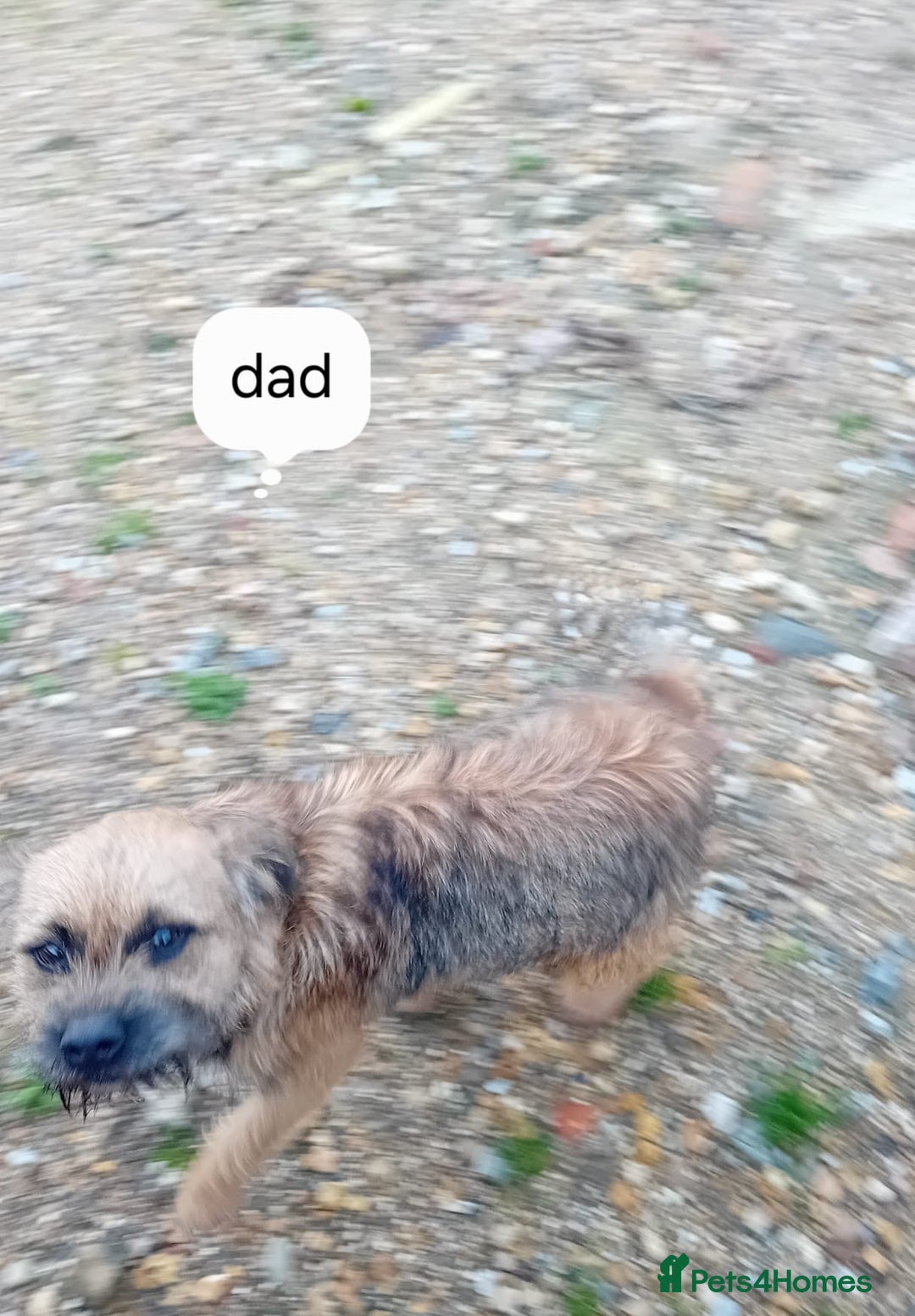 Border Terrier dogs for sale: Pure border terrier puppies  - Advert 10