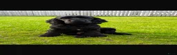Cocker Spaniel dogs for stud: 🖤 LINDALLOCH ARLO - KC Registered 🖤 - Advert 3