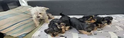 Yorkshire Terrier dogs for sale:  5- Adorable Yorkshire Terrier Puppies  - Advert 13