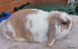 Mini Lop rabbits for sale: ☆ Orange Butterfly Doe ☆ - Image 2