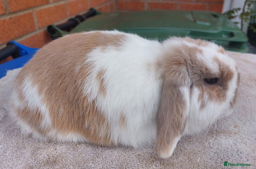 Mini Lop rabbits for sale: ☆ Orange Butterfly Doe ☆ - Image 2