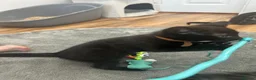 Mixed Breed cats for sale: 3 Boy Kittens British Mixed - Advert 16