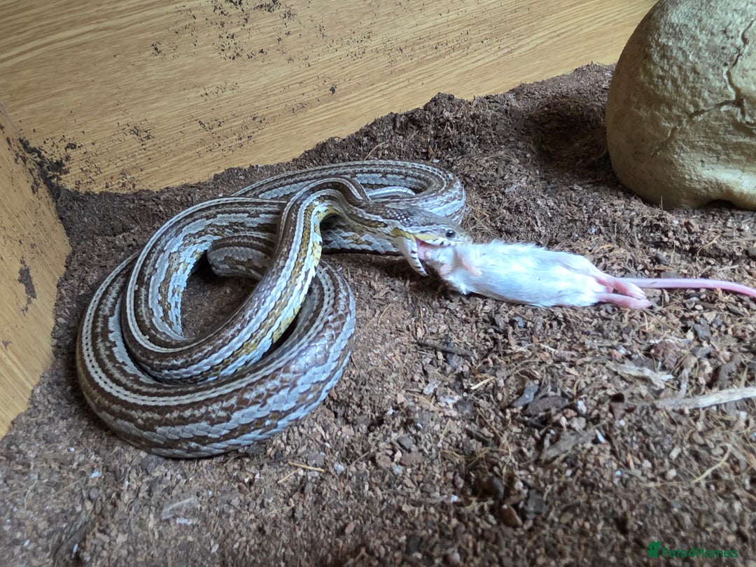 Corn Snake reptiles for sale: Tessera Corn Snake Looking for home  - Advert 14