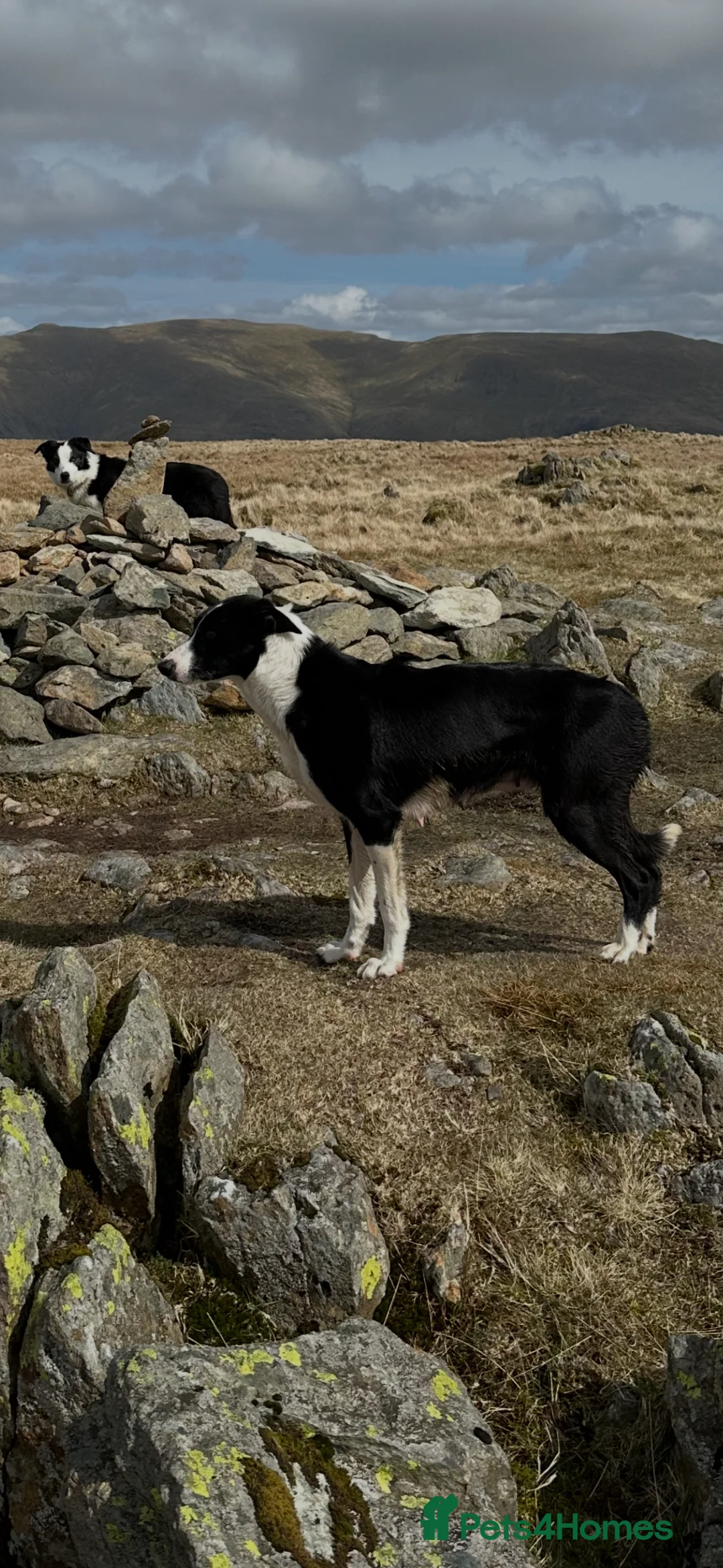 Border Collie dogs for sale: Border Collie Pups in Kendal - Advert 2