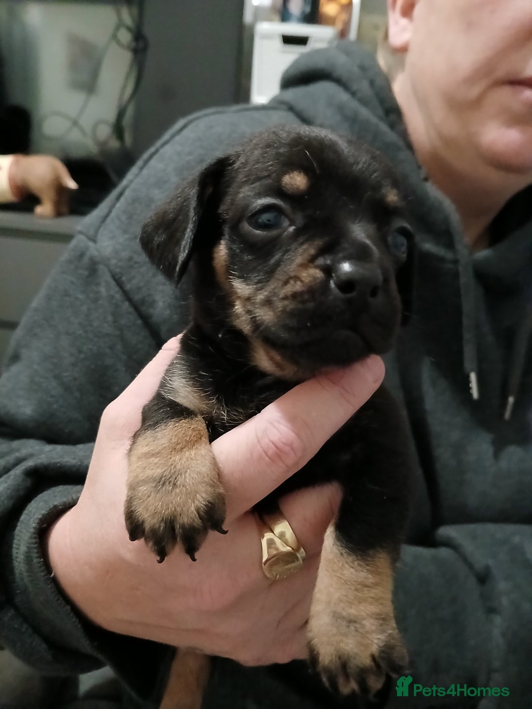 Mixed Breed dogs for sale: French dash pups  - Advert 11