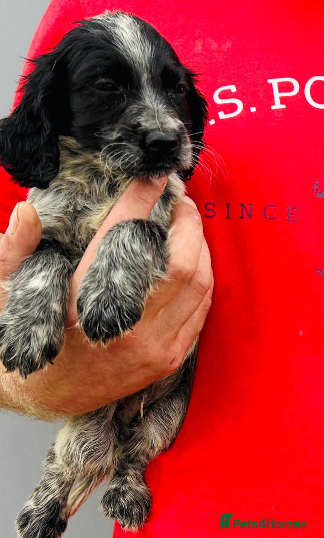 Cocker Spaniel dogs for sale: Beautiful litter of cocker spaniels - Image 1