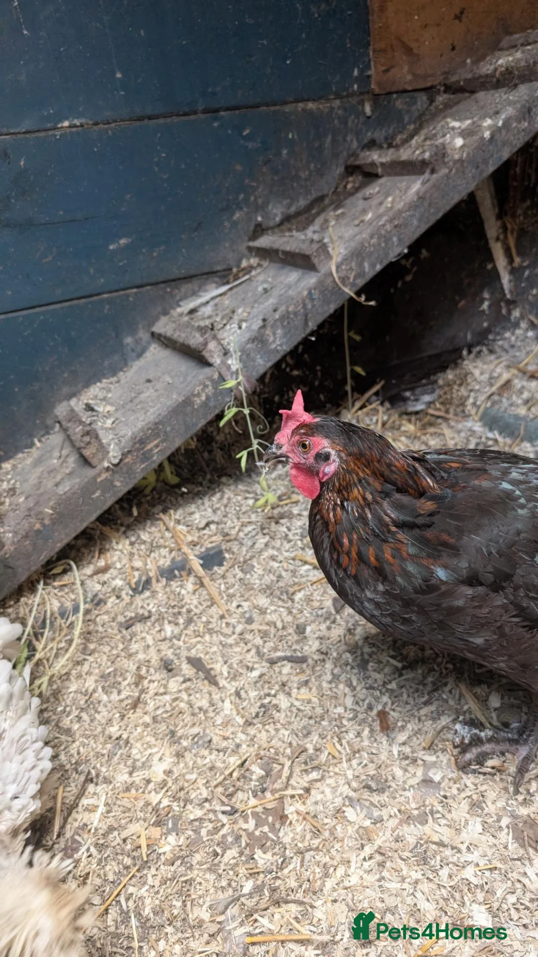 Chickens poultry for sale: Chickens for sale  - Advert 2