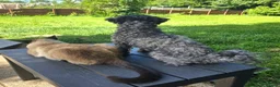 Bichon Frise dogs for sale: Pedigree Bolonka aka Coloured Bichon - Advert 6