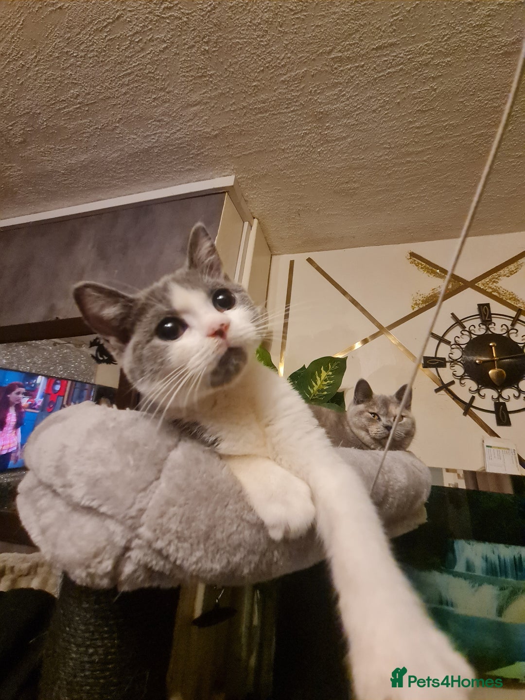 Mixed Breed cats for sale: Stunning  kittens looking  4 new home - Advert 3