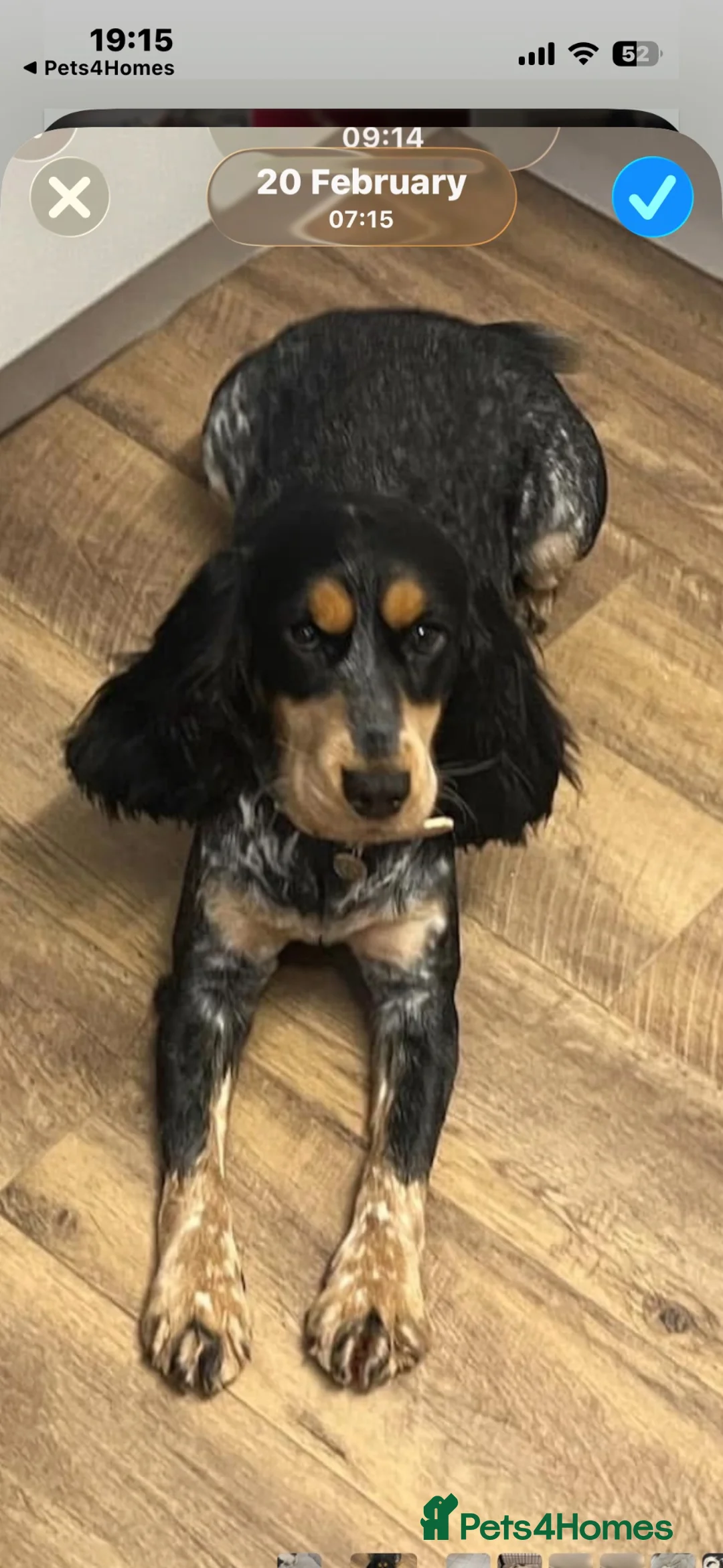 Cocker Spaniel dogs for sale: Cockerspaniel puppies  - Advert 12