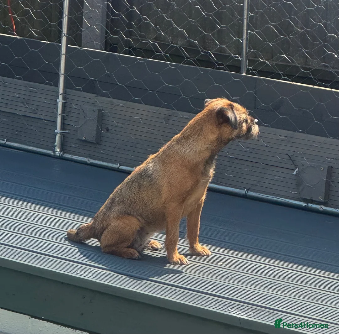 Border Terrier dogs for sale: KC Border terrier girl  - Advert 2
