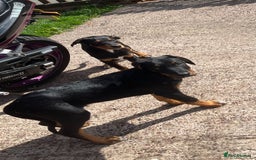 Dobermann dogs for sale: Rottweiler cross Doberman puppies  - Image 6